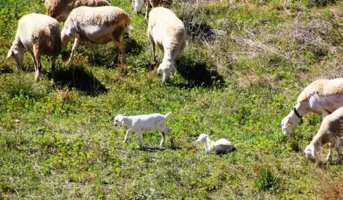 Ovejas12