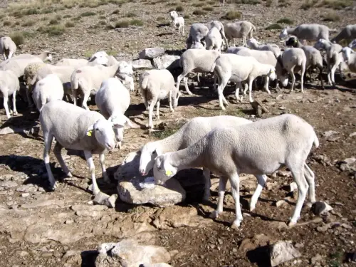 Ovejas13