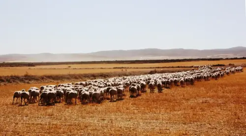 Ovejas18