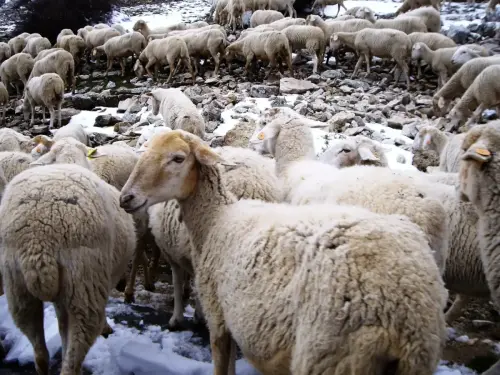 Ovejas2