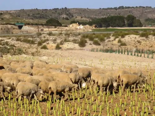 Ovejas23