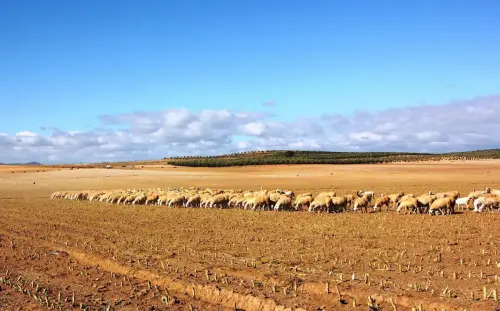 Ovejas25