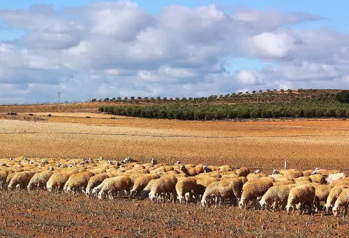 Ovejas26