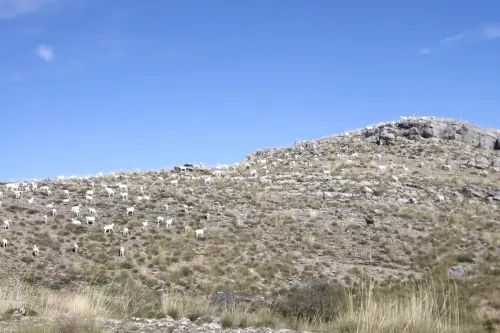 Ovejas30