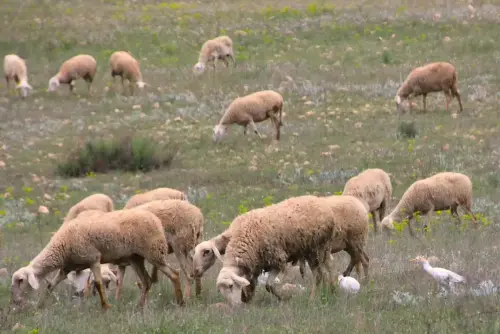 Ovejas44