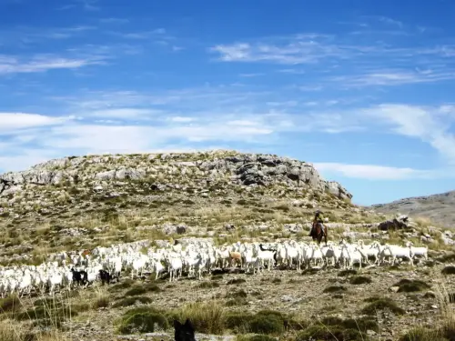 Ovejas5