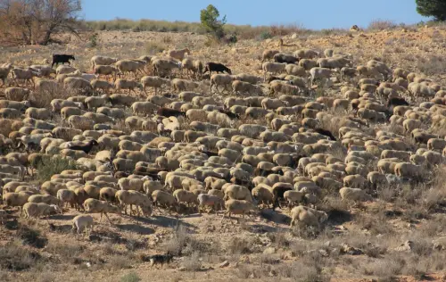 Ovejas50