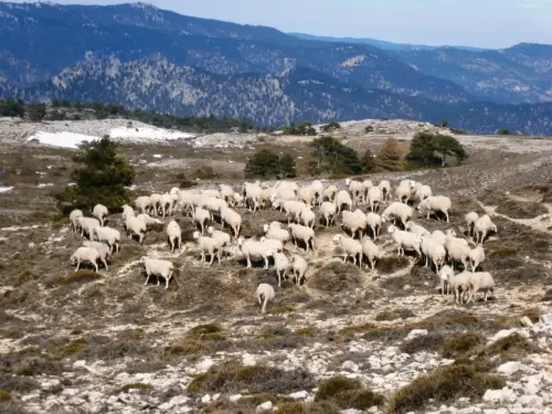 Ovejas6