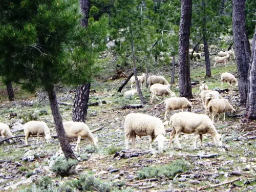 Ovejas7