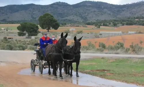 Carros-Elche-de-la-Sierra2
