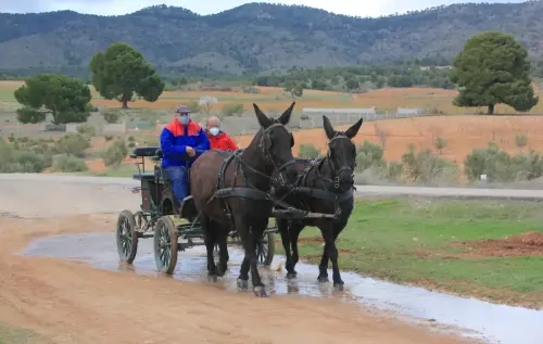 Carros-Elche-de-la-Sierra3
