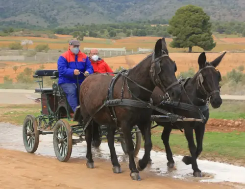 Carros-Elche-de-la-Sierra4