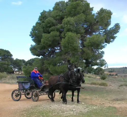 Carros-Elche-de-la-Sierra5