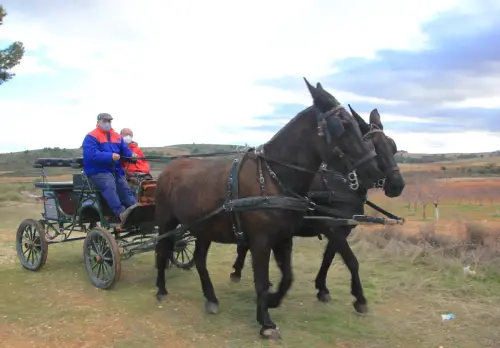 Carros-Elche-de-la-Sierra6