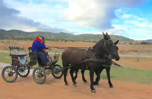 Carros-Elche-de-la-Sierra7