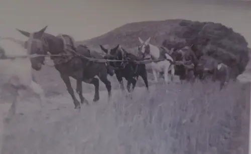 Esparto-Carga-de-mulas