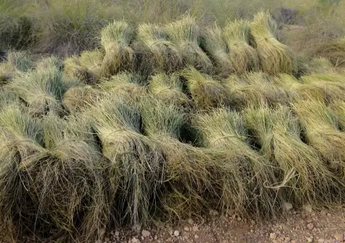Esparto-Tendida5