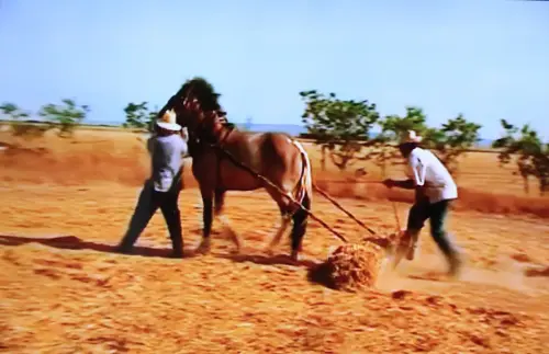 Oficios-Agricultor-Trilla2