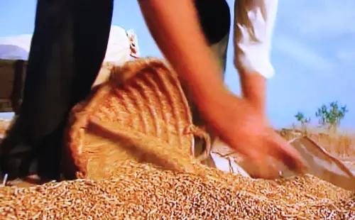 Oficios-Agricultor-Trilla5