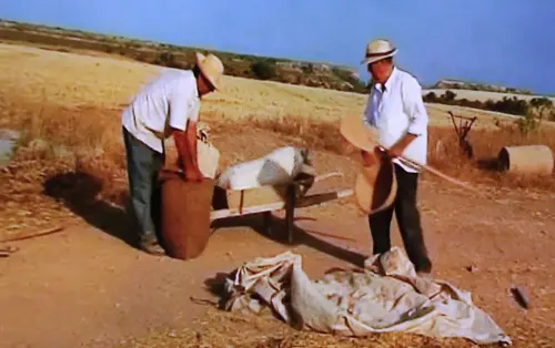 Oficios-Agricultor-Trilla6