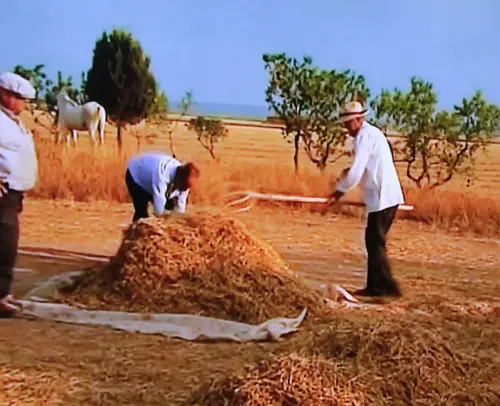 Oficios-Agricultor-Trilla7