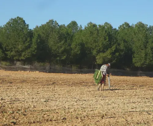 Oficios-Agricultor18