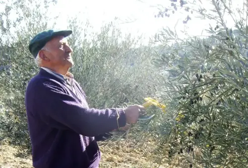 Oficios-Almazarero-Aceituna