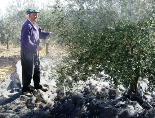 Oficios-Almazarero-Aceituna2