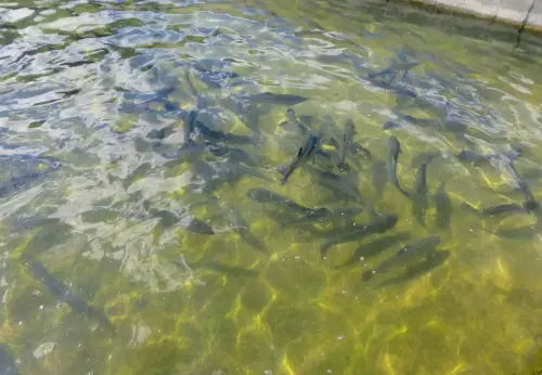 Oficios-Acuicultor11