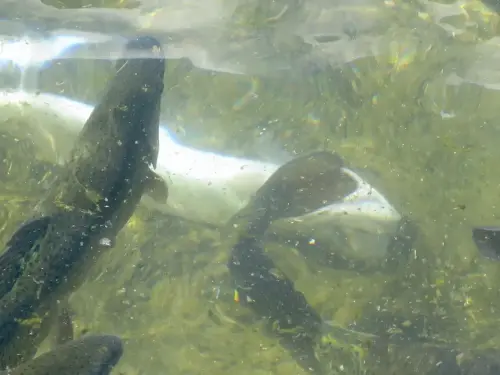 Oficios-Acuicultor12