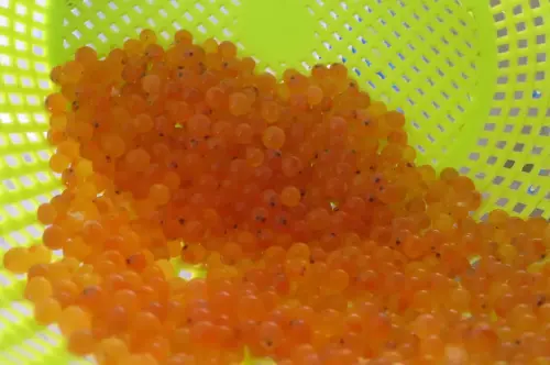 Oficios-Acuicultor17