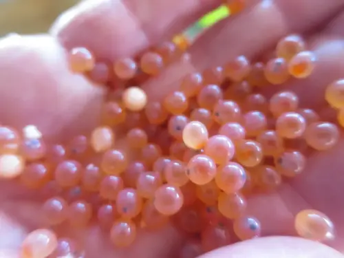 Oficios-Acuicultor20