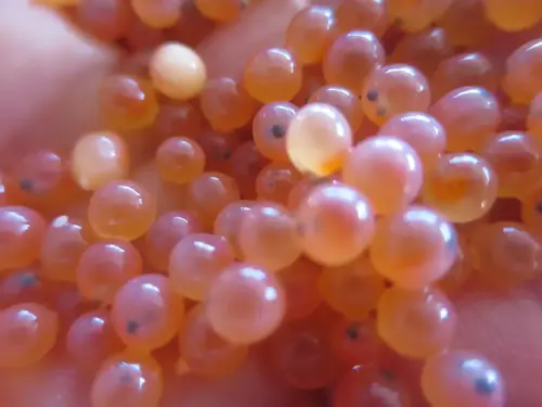 Oficios-Acuicultor21