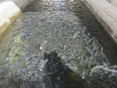 Oficios-Acuicultor22