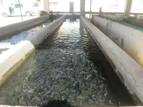 Oficios-Acuicultor23