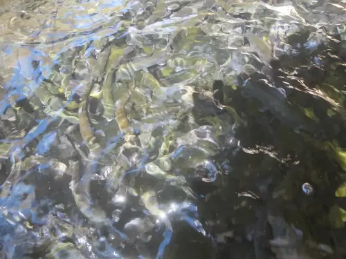 Oficios-Acuicultor24