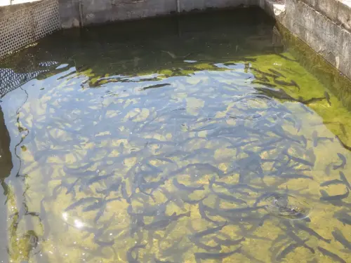 Oficios-Acuicultor29