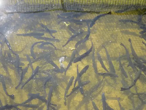 Oficios-Acuicultor30