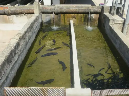 Oficios-Acuicultor31