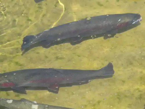 Oficios-Acuicultor33