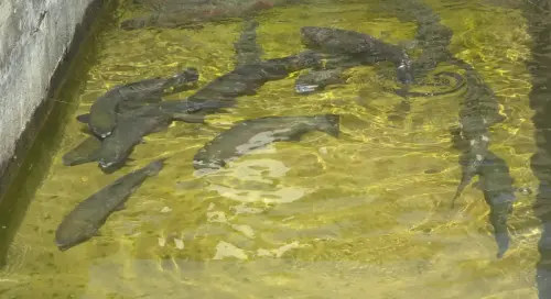 Oficios-Acuicultor34