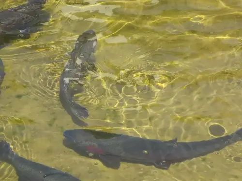 Oficios-Acuicultor35