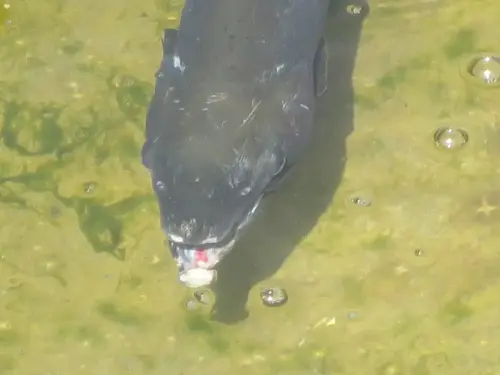 Oficios-Acuicultor36