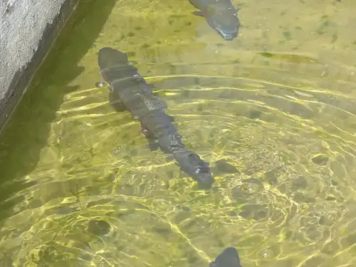 Oficios-Acuicultor37