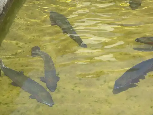 Oficios-Acuicultor38