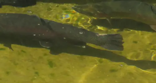 Oficios-Acuicultor39