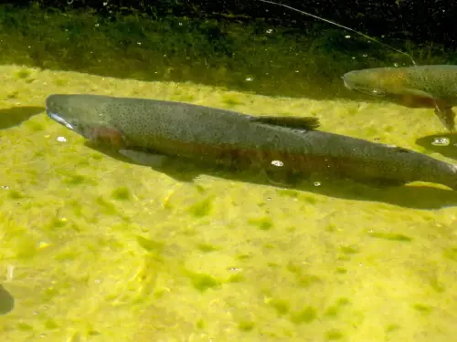 Oficios-Acuicultor40