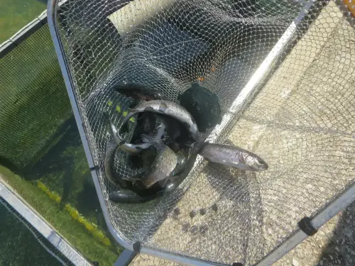 Oficios-Acuicultor43