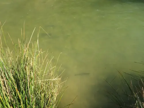 Piscifactoria-Gallegp-Elche-de-la-Sierra10