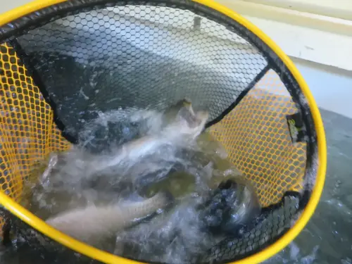 Piscifactoria-Gallegp-Elche-de-la-Sierra2